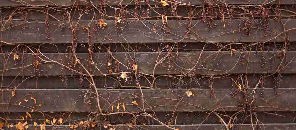 sierhekwerk tuin-houten schutting